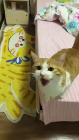 Funny cat meow #cat #cats #cutecat #catlover #catsoftiktok #fyp #foryou #foryoupage #funny #fypシ #funnycat #funnyvideos #funnytiktok #funnyanimals #kitty #usa