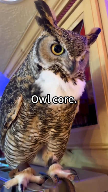 Owl core😂🤣#owl #owlhouse #owls #owlsoftiktok #owllove #parrot 