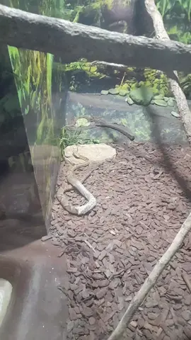 jararaca ilhoa trocando de pele #jararaca #ilha #island #snake #kobrakai #cobra #brazil🇧🇷 #brasil #zoo #zoologico 