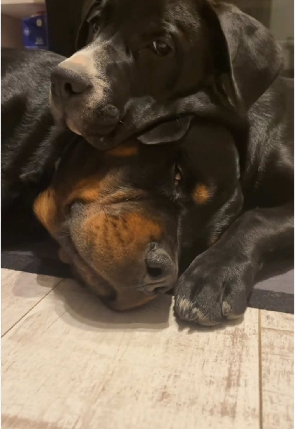 #arthur🐾🐕‍🦺 #kalle🐕‍🦺🐾 #listenhunde #seelenhunde #liebeaufvierpfoten #familie #rottiesoftiktok #lovemydog #hundevideos #paddyspfötchengang #staffylove #🐾🐕‍🦺🙏❤️ 