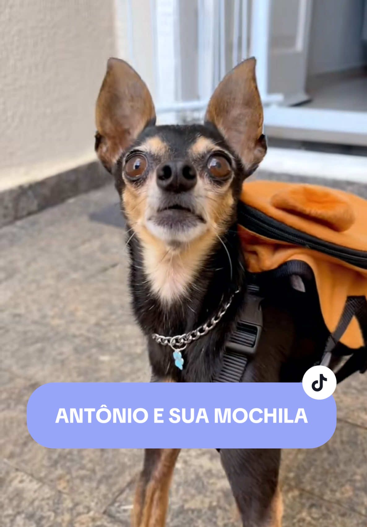 Esse vídeo não pode mor*er! Melhor atuação do Zorro! quem concorda? 🤣 #meme #comedia #humor #humortiktok #memes 