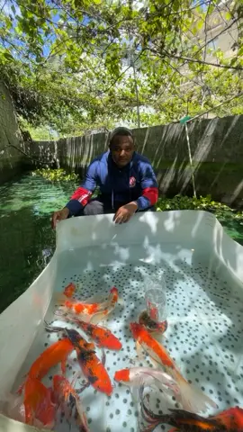 Peces Koi grandes bonitos criaderos