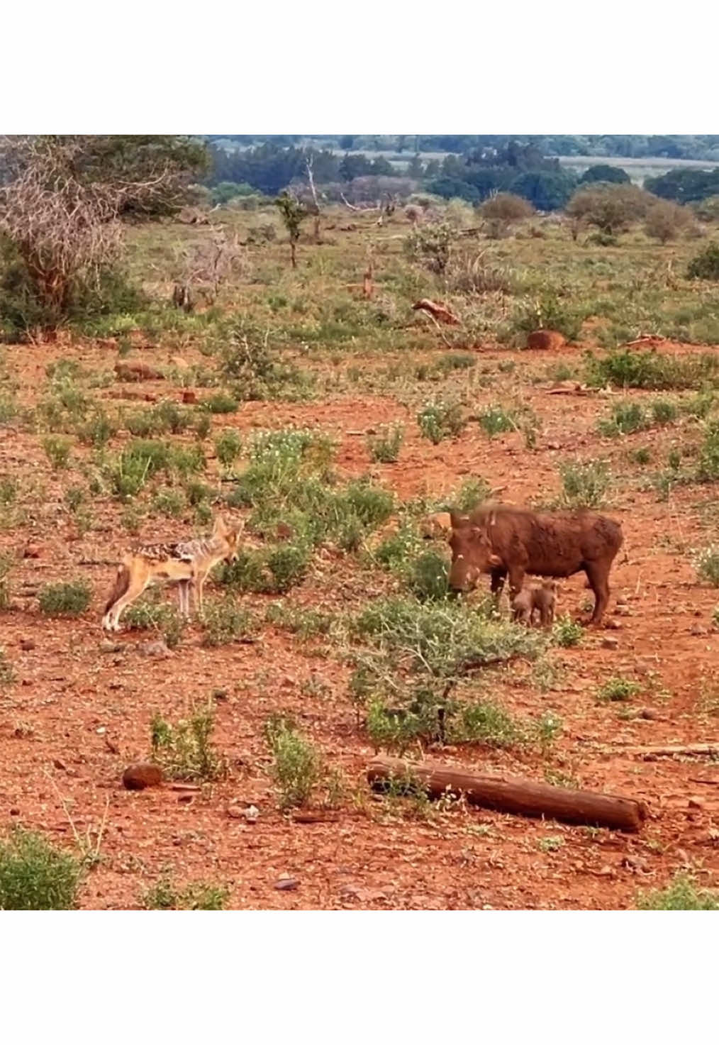 #nature #wildlife #africanwildlife #elleafricasafari #safari #elleafricasafaris #gamedrive 