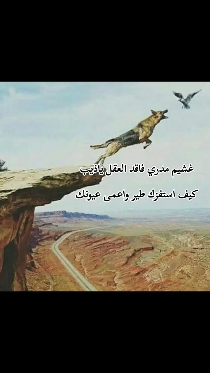 غشيم مدري فاقد العقل ياذيب كيف استفزك طير واعمى عيونك#hachtagstiktok #trend #حزينہ♬🥺💔 #اكسبلورexplore❥🕊🦋💚❤ #مجرد_ذووقツ🖤🎼 #