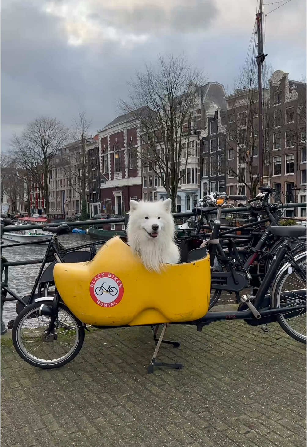 I hope this is the cutest thing you‘ve seen today 🚲🥰 #bike #amsterdam #dog #samoyed #clog 