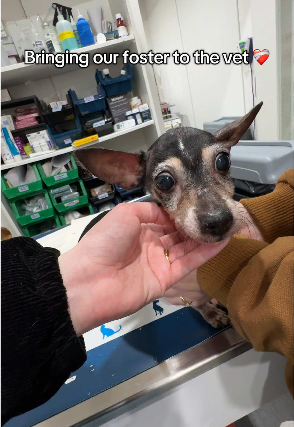 After being hit by a car last week, then brought to the shelter, we’re doing our best to make Plum comfortable and nurse her back to health. This was a really rough day, she’s in a lot of pain 💔  The diagnoses so far -  ⚕️Fractured ribs on the right side from the impact of the car  ⚕️Bruising and scrapes throughout her body especially on the head, nose, legs and paws  ⚕️Traumatic brain injury impacting balance so likely an injury to the cerebellum  ⚕️Potential back injury  ⚕️Potential patellar injury or preexisting luxating patella  ⚕️Unrelated to the accident - severe dental disease on all of her teeth causing the soft tissue around her mouth to break down 💔  She is scheduled for an emergent dental to remove the teeth in the next few days and we are working to get the right pain management combo to make her comfortable while she heals.  Despite all this she is expected to make a full recovery, it will just take time ❤️‍🩹