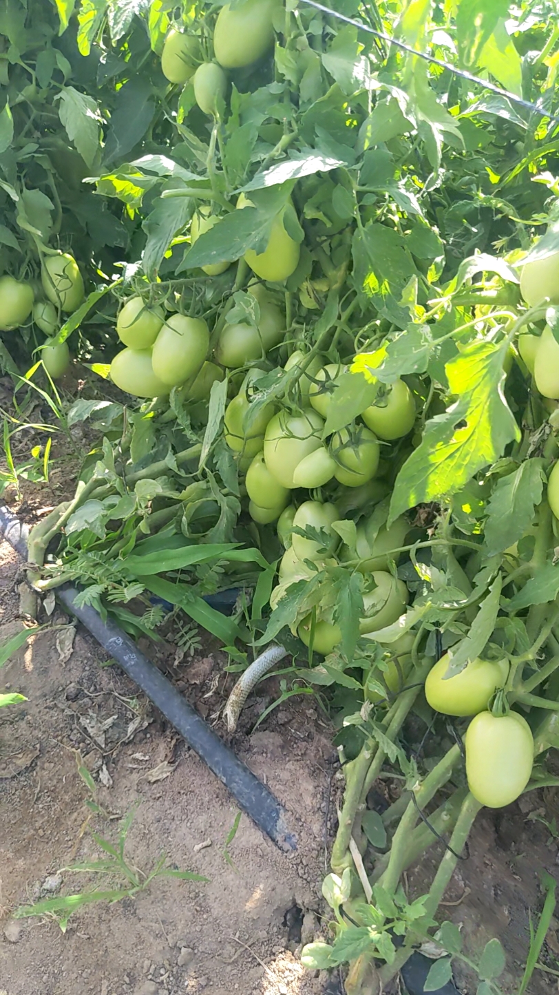 wakulima wa nyanya 🍅 wote tupo kwenye group la Whatsapp tukiendelea kupata maarifa na taarifa juu ya uzalishaji wa nyanya kisasa. tuna neno NIUNGE kupitia Whatsapp number 0767337029 #challenge #nyanya #plants #mzeesaidchallenge🙌🤣🤣🤣🤣🤣 #kenyantiktok🇰🇪 #dodoma #chadema #tik_tok 