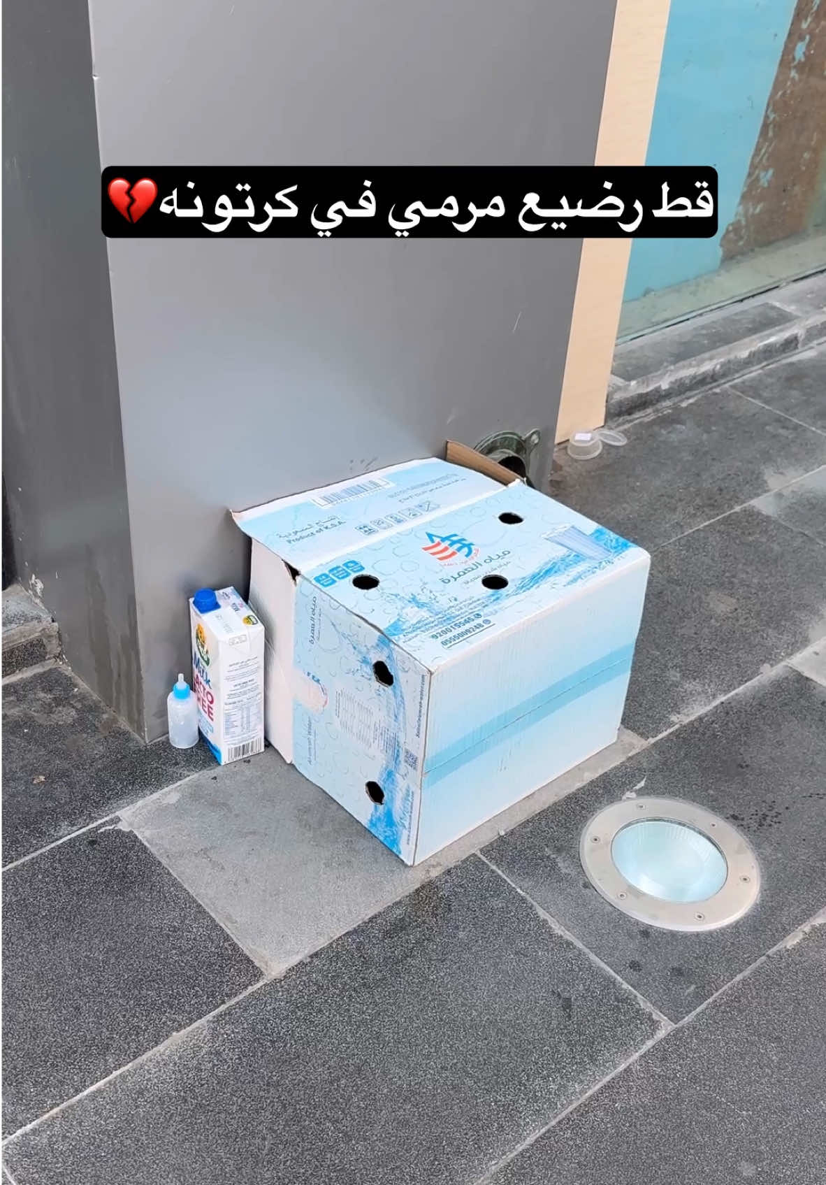 قط رضيع مرمي في كرتونه #قطط #cats #catsoftiktok 
