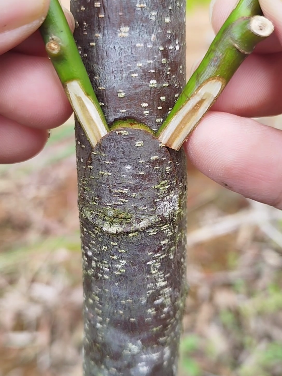 #grafting #gardening #plants #garden 