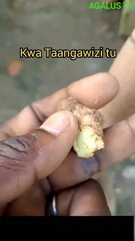 Maajabu ya Tangawizi kwa kuku