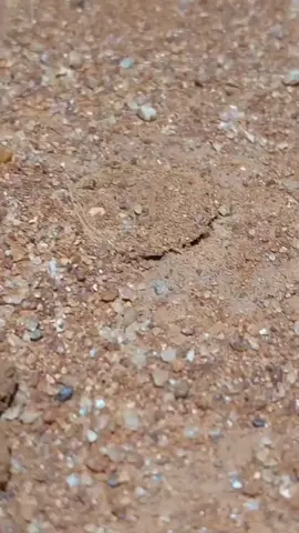repost from @slash repost from @animalsonland Wolf spiders are the best. *Minor edit to note that this is technically a wolf spider with a trapdoor burrow, not actually a trapdoor spider as that term refers to specific taxa. . Video By: @robinssci iiii]; )'
