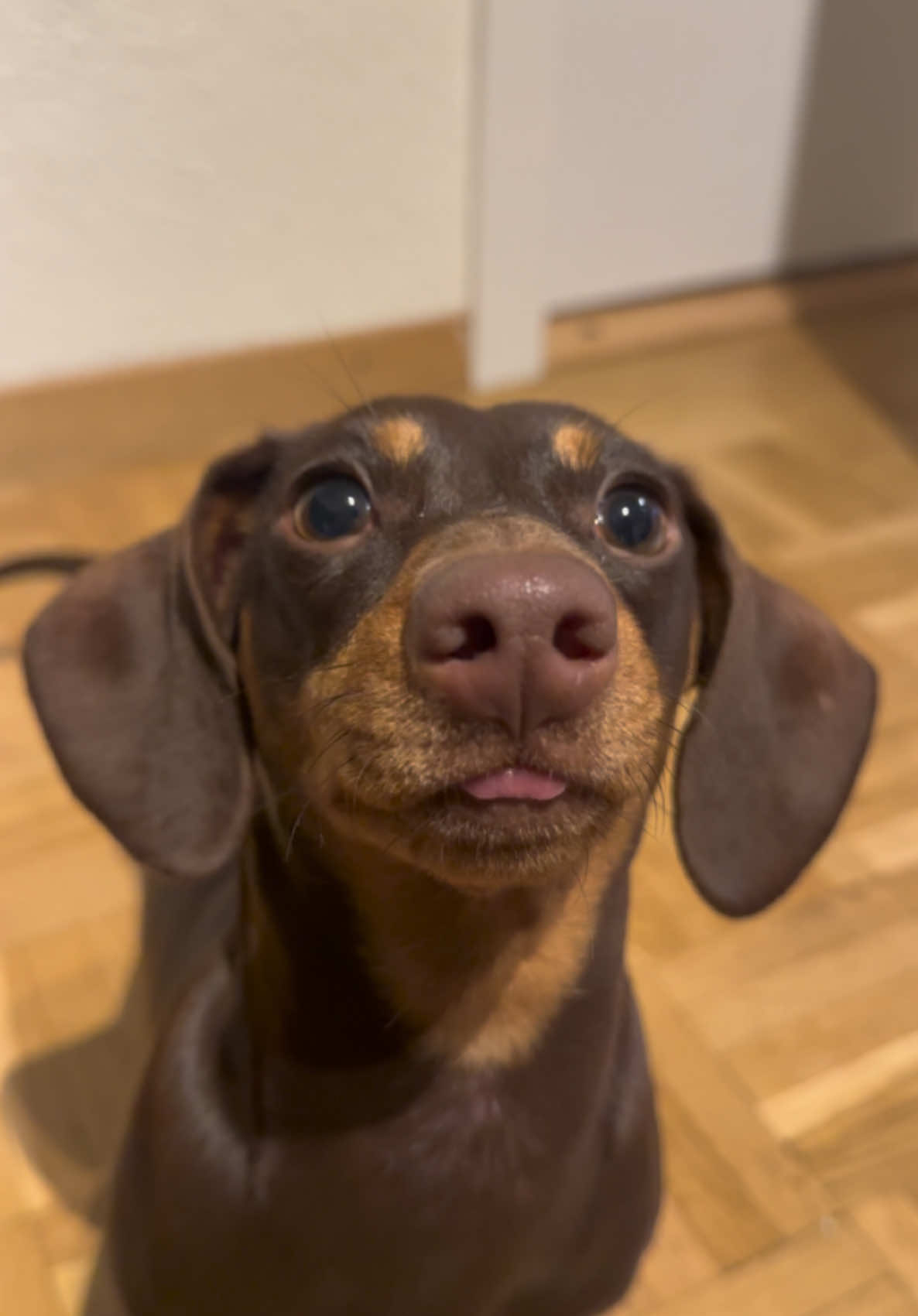 😘 #teckel #dachshund #bassotto #puppy #dogsoftiktok #teckelpuppy #kiss #dachshundaddict 