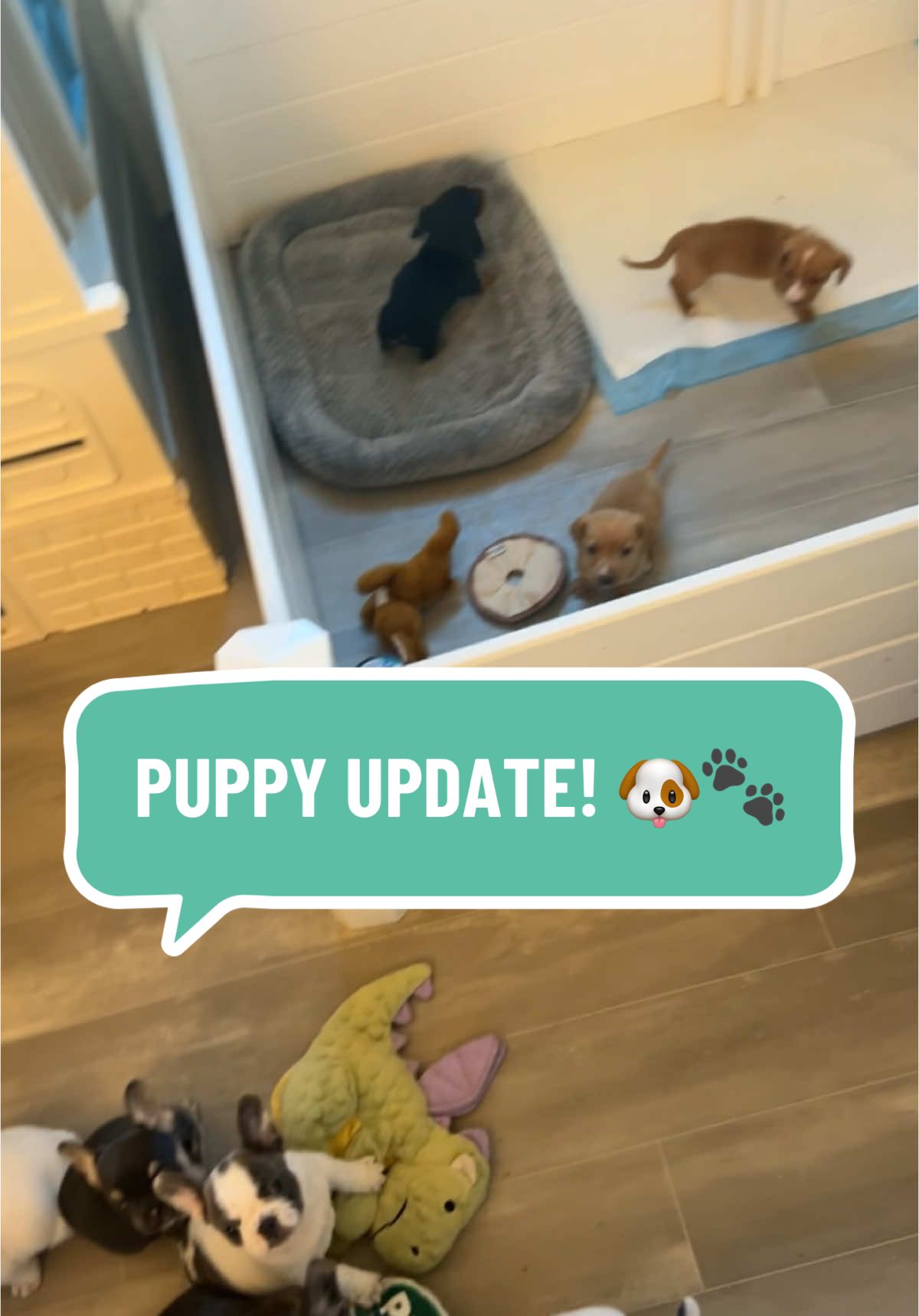 PUPPY UPDATE! 🐶🐾 Frenchies are on the available page weens are on the rescue page.  L I N K 💕 I N 💕 B I O  #Puppyupdate #Puppies #DachshundPuppies #FrenchiePuppies #FrenchBulldogPuppies  