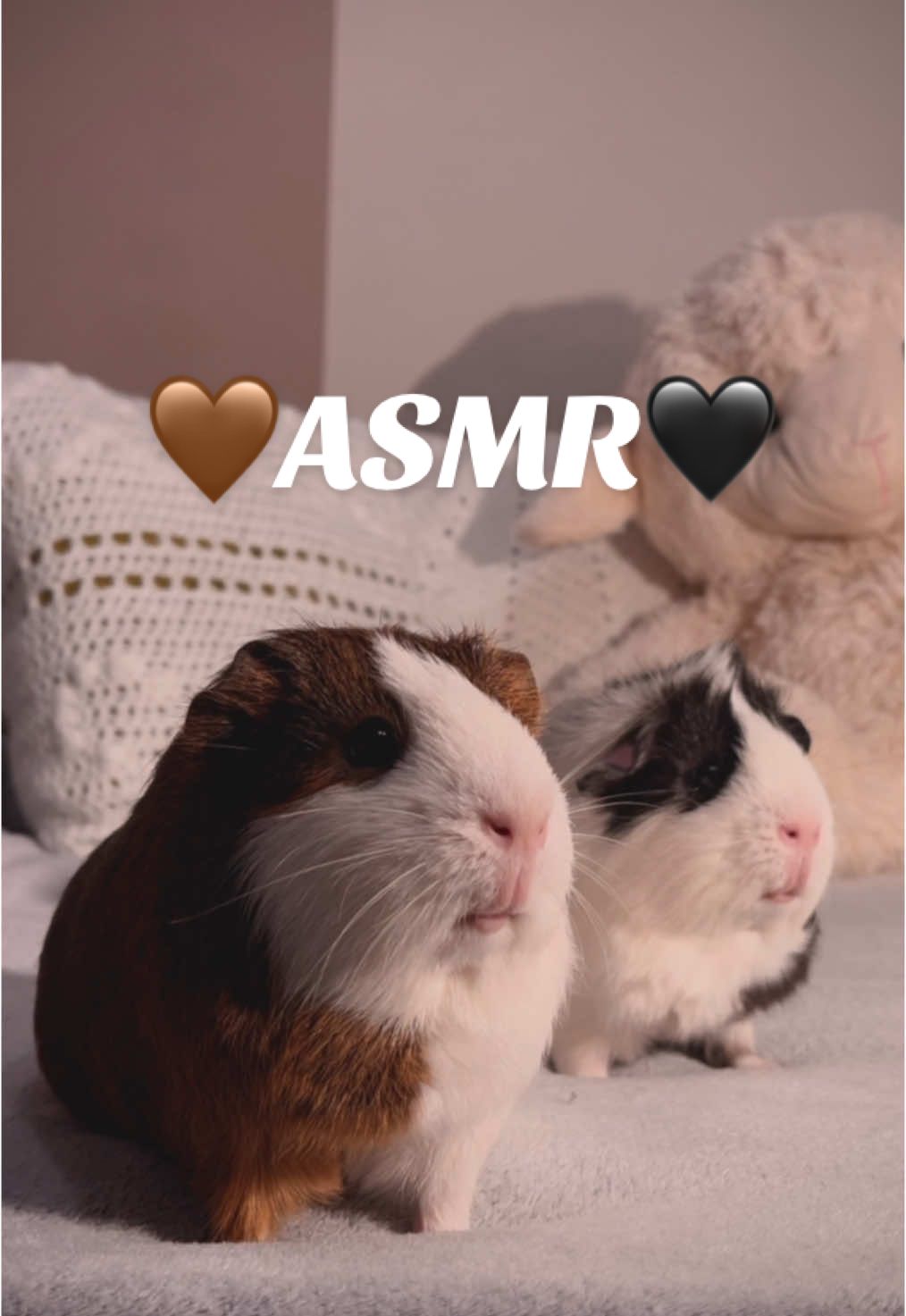 Yummy🥕 #guineapig #guineapigsoftiktok #asmr #asmreating #asmrguineapig 