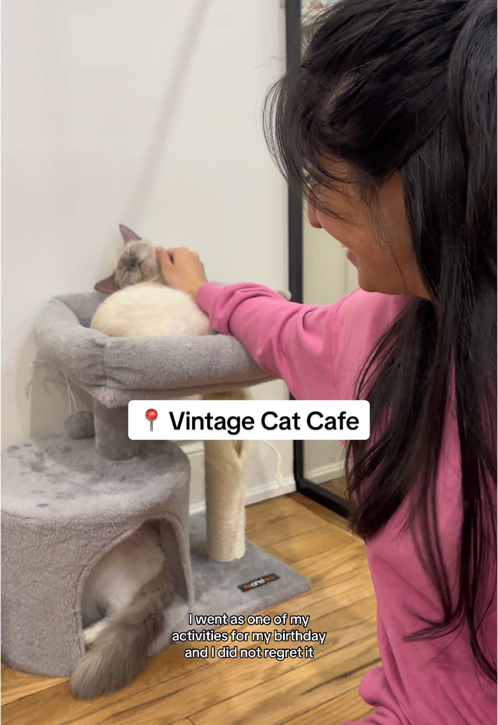 Dreams do come true 🐱✨ #fyp #catcafe #toronto #vintagecatcafe #cats 📍 Vintage Cat Cafe 1274 St Clair Ave W