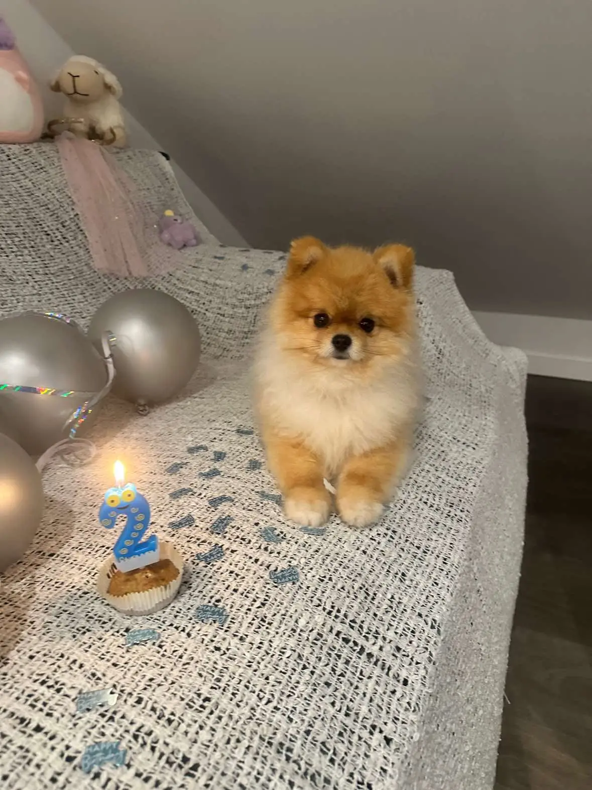 🎂⭐️💘✨ #bornday #zwergspitz #pomeranian 