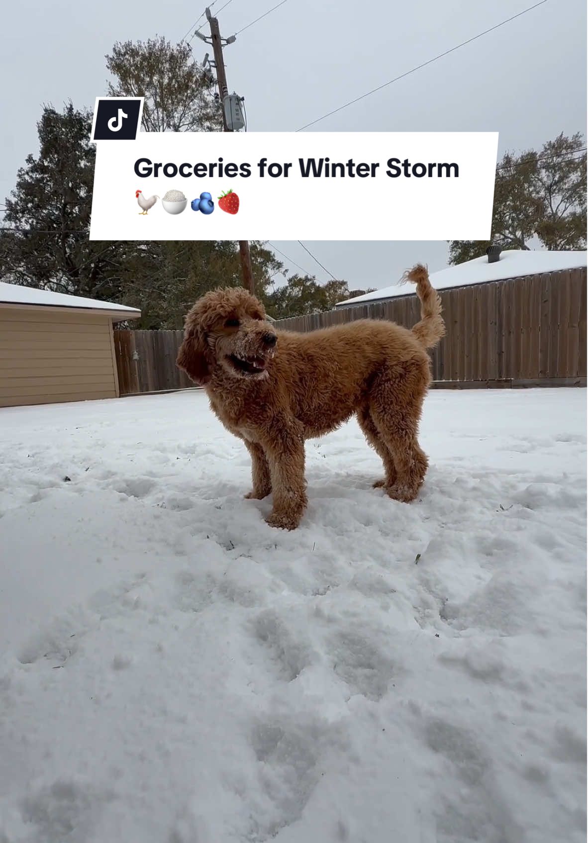 POV Houston gets snow  🌚❄️🌝 #snowingintexas #groceryhaul #snowday #winterstorm #houstonsnow #groceries #snowdogs #goldendoodle #texassnow 