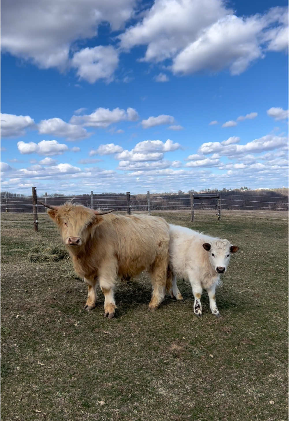 the obsession is real #foryourpage #fypageシ #viralvideo #highlandcow #cowsoftiktok #animalsoftiktok #animallover #PetsOfTikTok #adorablepets #cutenessoverloaded #minicow #farmlife #countrygirl 