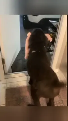 A Heartwarming Reunion: Dog Reunites with Owner #funnydog 