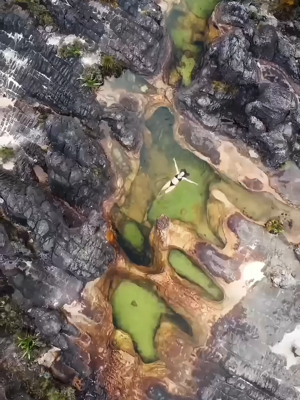 La montaña mas antigua del planeta, Monte Roraima 🇻🇪🇧🇷 Créditos 📽️: @animaldemontana (IG) @roraimadream (IG) @Daydamm (IG) @Grupofototours (IG) @Gianeporai (IG) @Viajeros Sin Control  @Reinaldo Diaz  #venezuela🇻🇪 #brasil🇧🇷 #roraima #fyp #venezolanosenelmundo #venezuelalibre 