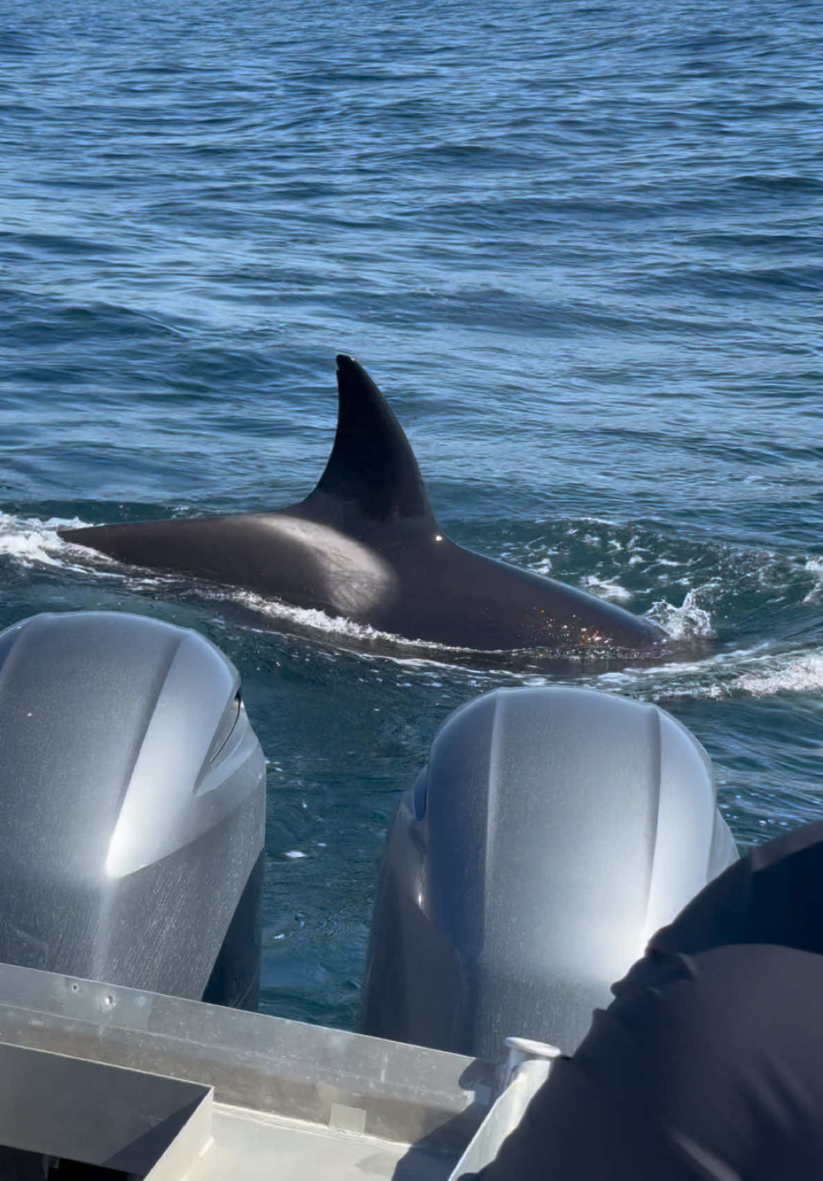 Guess what? Orca season is almost here! Spring is approaching, and these amazing pods of orcas come here to hunt. Experiencing orcas in the wild is truly incredible; seeing how agile they are helps you appreciate that they belong in their natural habitat. We’re excited for the upcoming orca season and are waiting for you to join us! Be sure to save your spot, as many people have already started booking their trips since we can only accommodate six people at a time for a more private experience. 🐋Book your trip now using website link in bio!  #orca #news #fun #sea #ocean #good #times #sun #animals #photography #videography #peace #california #jump #news 