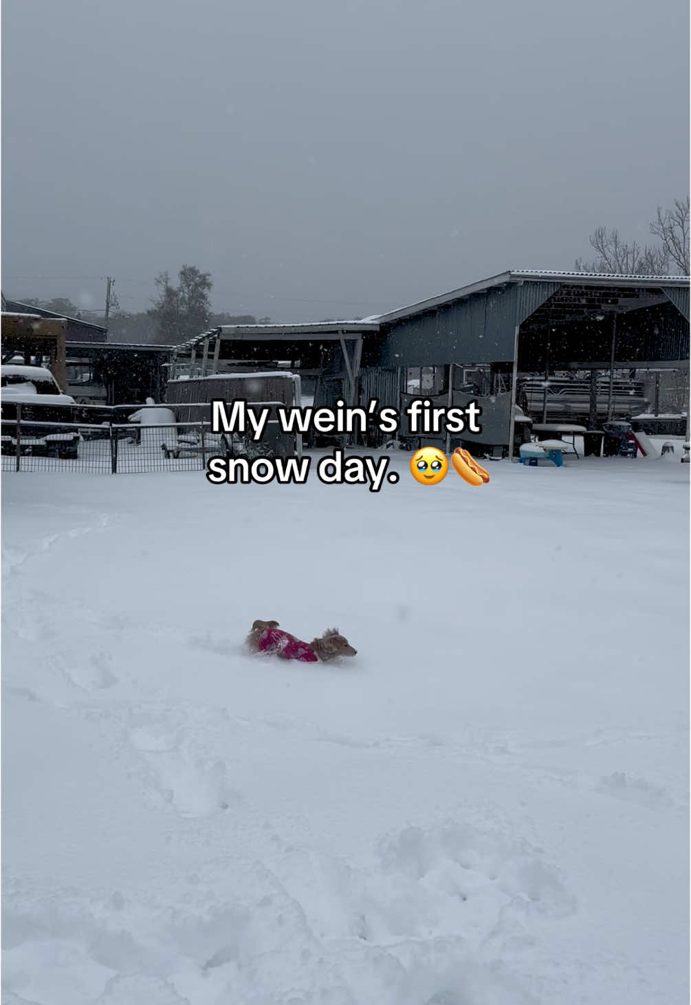 I had to MAKE my pups come back inside. They loved the snow. ❄️ #snow #snowday #louisiana #minidoxie #fyp #animalsoftiktok 