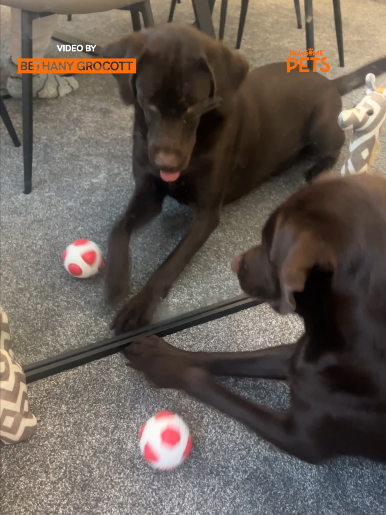 Why Does The Other Dog Get The Ball?! 🐾🎾😂 #dog #dogsoftiktok #pets #fyp #viralvideos #puppy #puppylove #ball #confused #mirror #reflection #fail