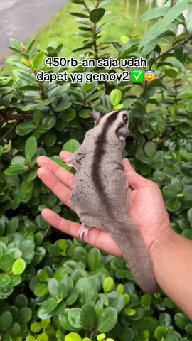 Yuk mumpung ada sugarglider yg gendut2 dan kalem 😇 #sugarglideroftiktok #sugarglider #cutesugarglider 