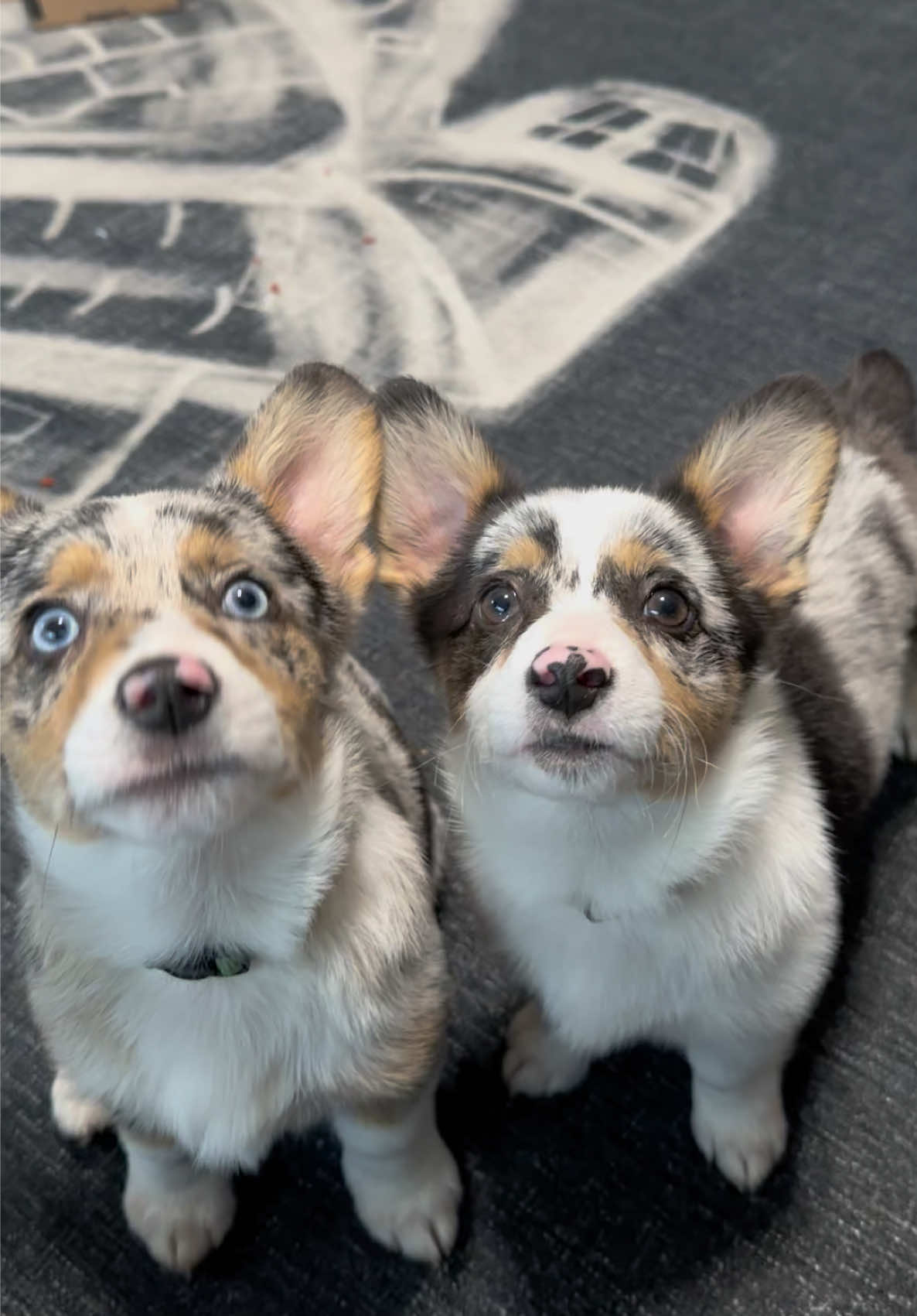 Today marks 1 year with these little pups! We’ve had so much fun watching them grow into their ears and develop their own personalities. And cannot wait to make memories and go on adventures  #gotchaday #puppies #cowboycorgi #pupfordpups #corgi #dogs #corgisoftiktok 