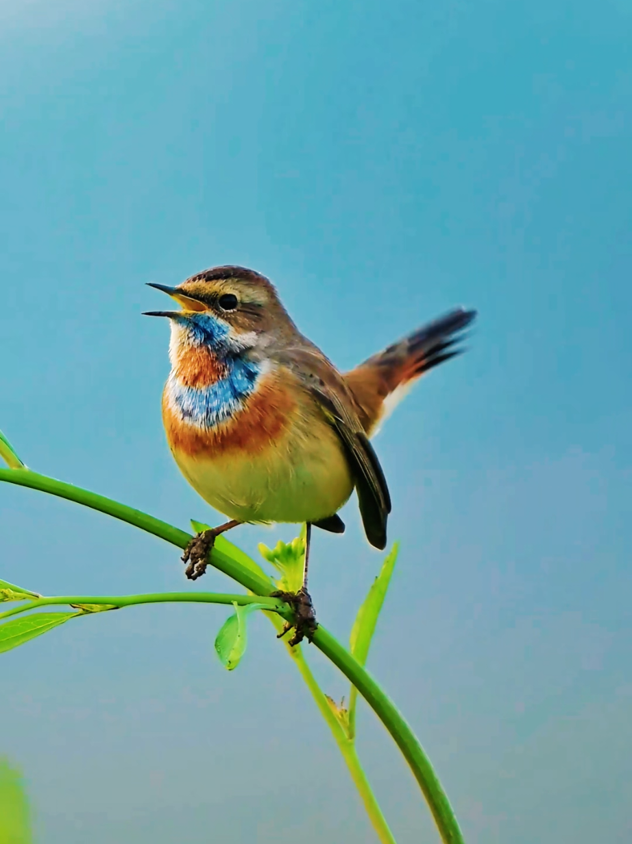 A touch of blue soul, singing the gentleness of the forest. Bluethroat (Luscinia svecica)： It is named for its distinctive blue throat and chin feathers, with a body size similar to a sparrow. The bluethroat (Luscinia svecica) is a small passerine bird that was formerly classed as a member of the thrush family Turdidae, but is now known to be an Old World flycatcher, in the family Muscicapidae. It, and similar small European species, are often called chats. Dull gray above, but a head-on view reveals a stunning pattern of electric blue and orange on the throat (some variation in pattern across range). Females show fainter colors than males, sometimes lacking blue entirely, but are still very boldly patterned. On the dullest young females, look for bold white eyebrow and throat, necklace of dark streaks, and rufous on the base of the tail.  It is a migratory insectivorous species breeding in wet birch wood or bushy swamp in Europe and across the Palearctic with a foothold in western Alaska. It nests in tussocks or low in dense bushes. It winters in the Iberian Peninsula, the northern half of Africa, and in southern Asia (among others including the Indian subcontinent). #bluethroat #birds #DidYouKnow 