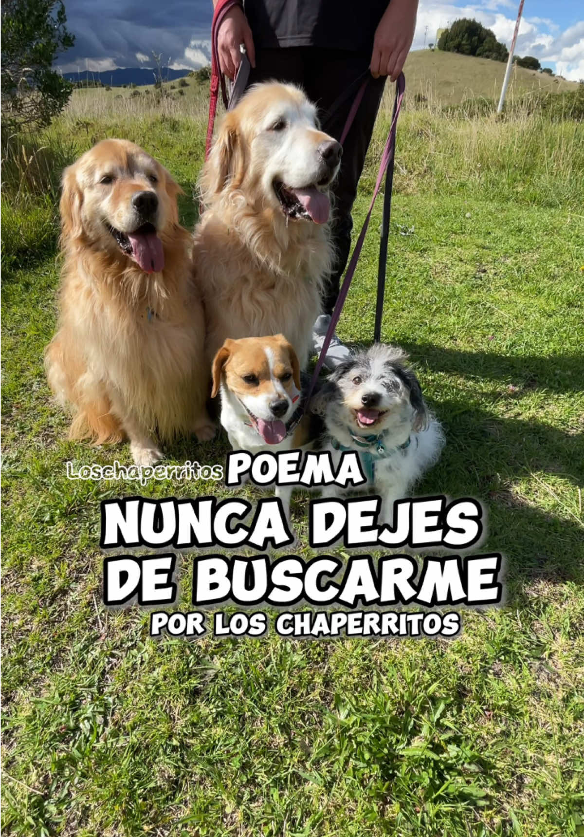 Poema nunca dejes de buscarme ☺️ #loschaperritos #perrihijos #poemachaperril #poema #familiaperruna #doglover 