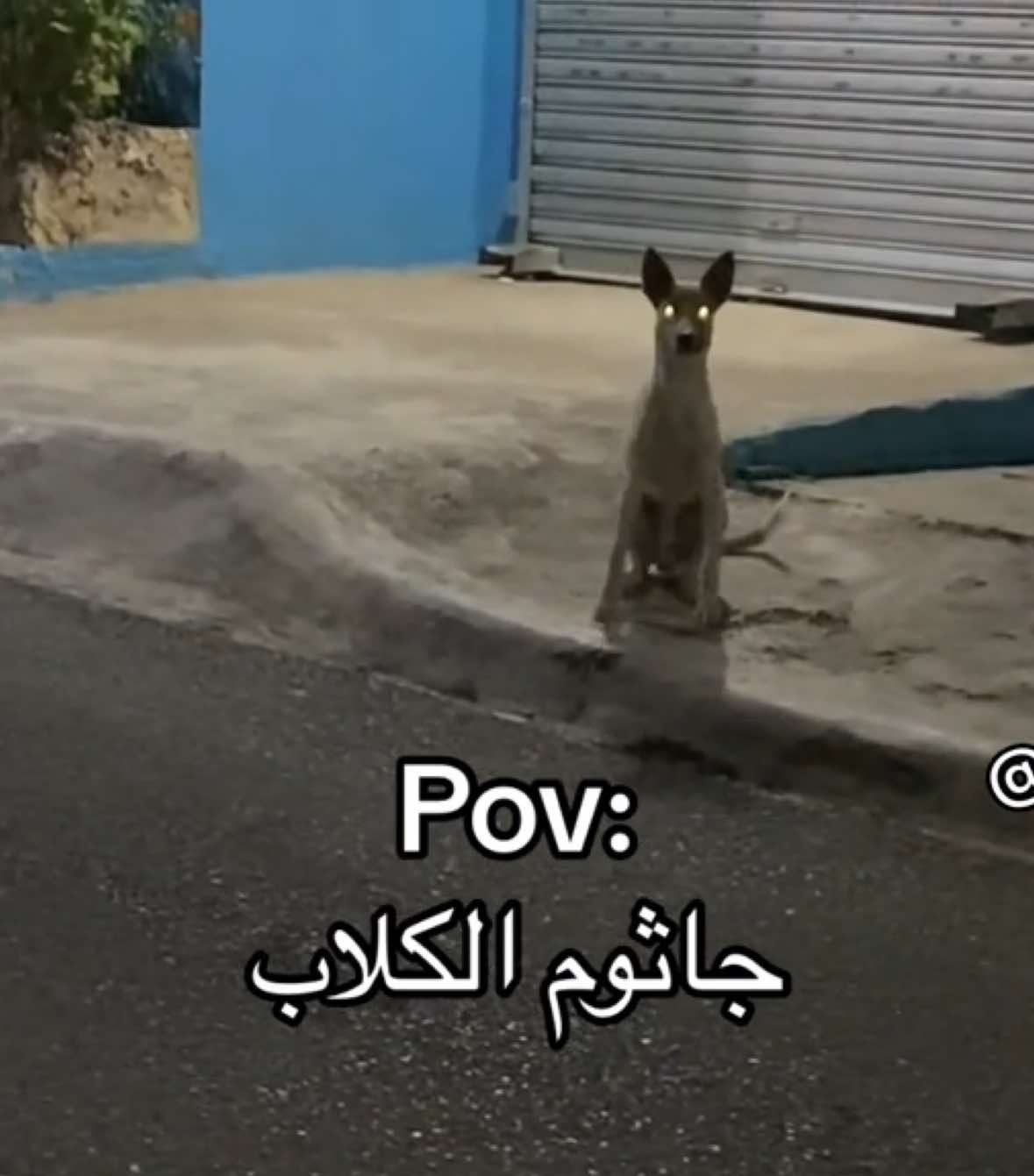 كنسل مقولة الكلب المسعور #fyp #explore #viral #dog 