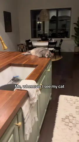 The cat was too stunned to speak #catsoftiktok #cattok 
