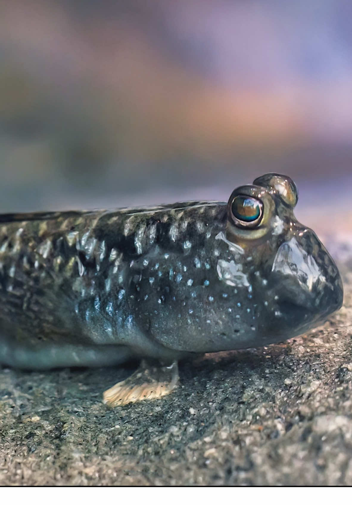 Find our mudskipper habitat on Harbor Terrace during your next visit!  #LearnOnTikTok #mudskipper #aquariumofthepacific 