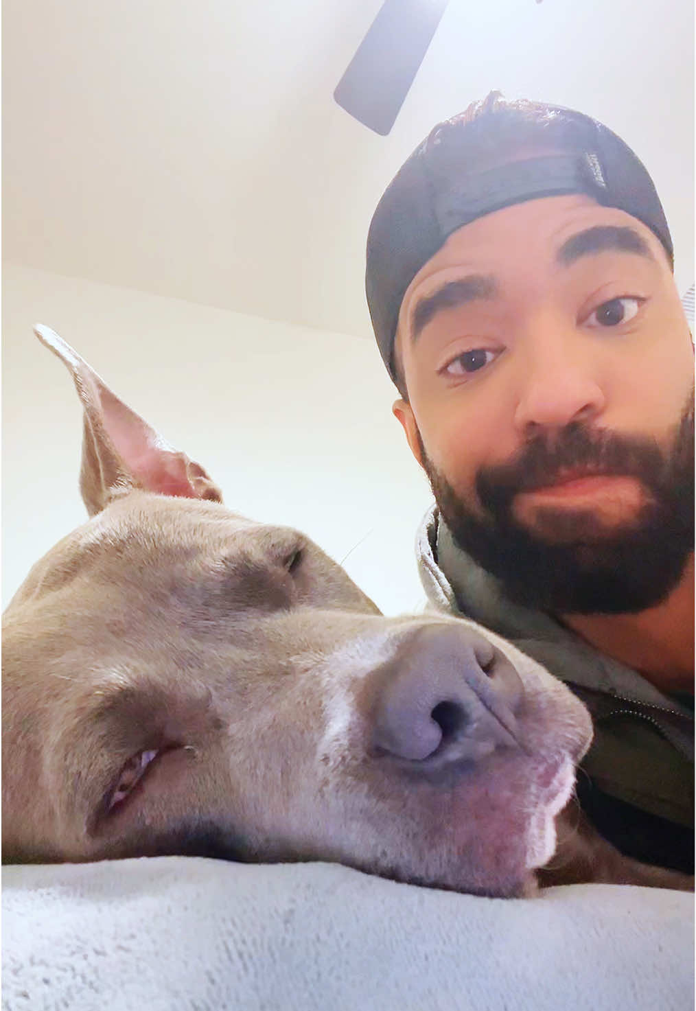 His toxic trait is harassing me all day for attention but when I need attention he falls asleep. 😩#fyp #dogsoftiktok #pitbullsoftiktok #pitbull #bluenosepitbull #staffordshirebullterrier 