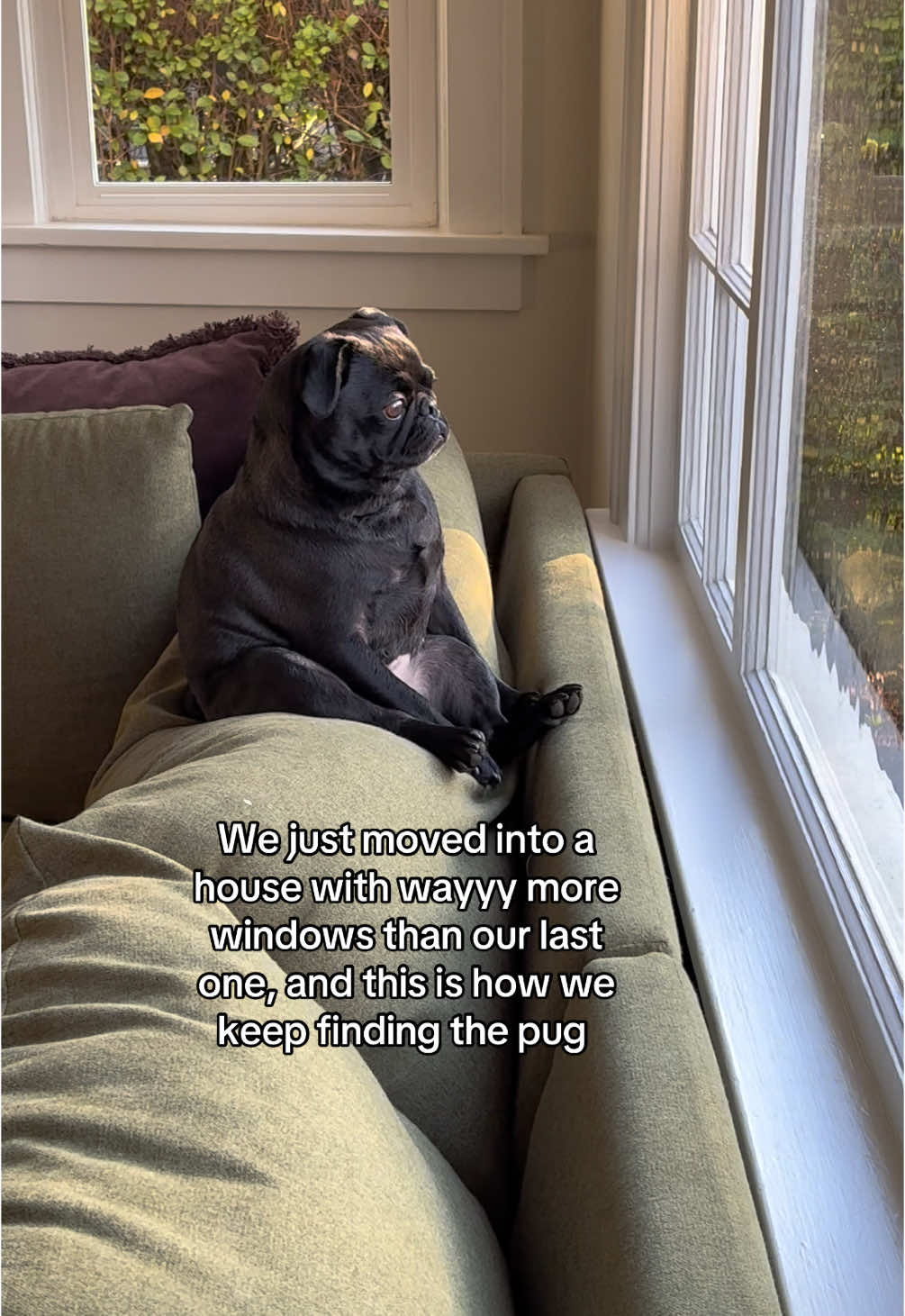 Ohhh my Shayla 🥹 #pug #pugs #dog #dogsofttiktok #dogs #dogs 