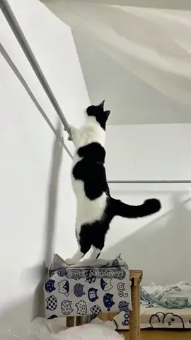 It’s a little embarrassing not to jump on it! #cat #cats #catsoftiktok #catlover #cute #funny #funnyvideos #funnycat #funnyvideos #funnyanimals #animals #tiktok #kitty 