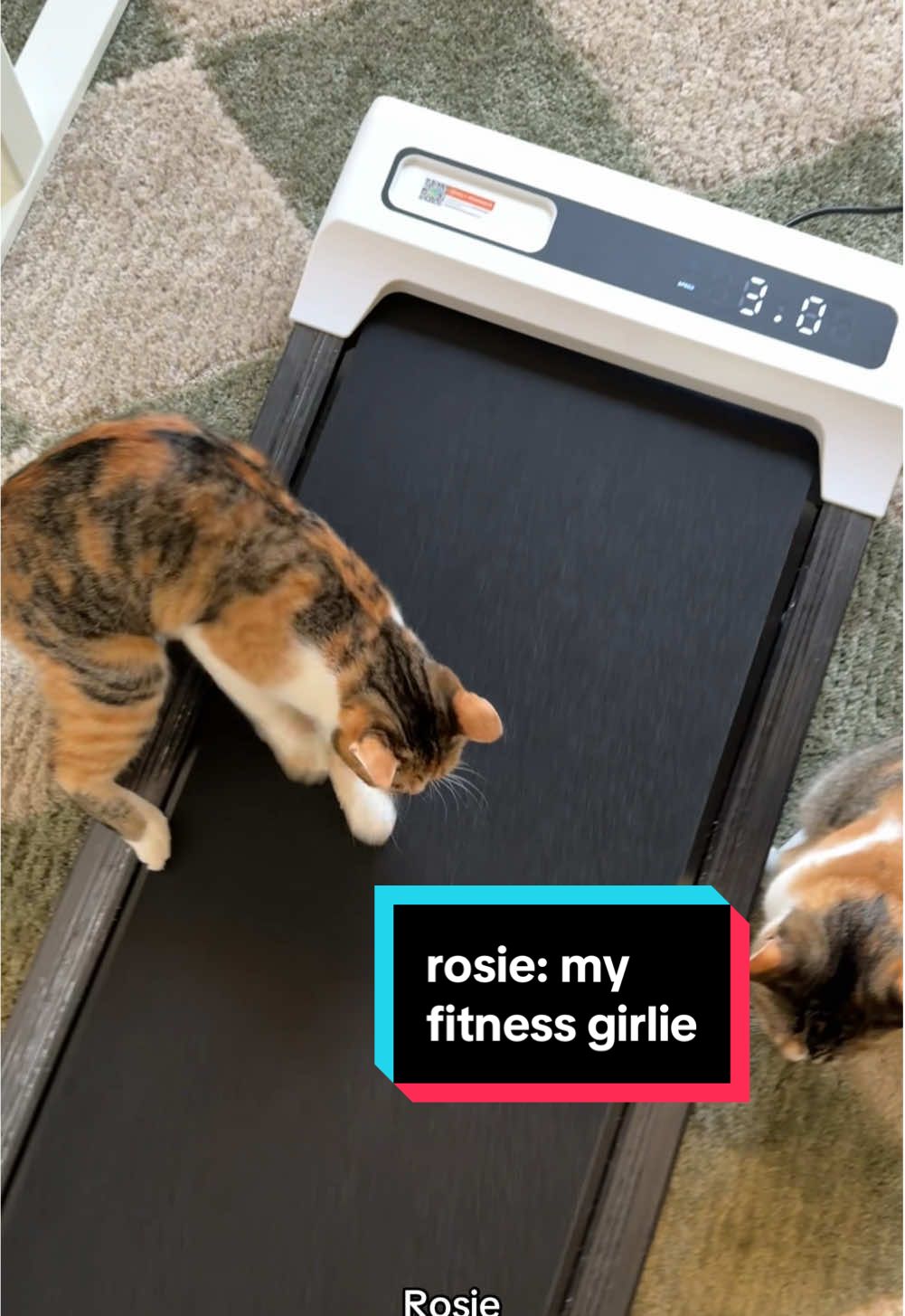 rosie’s my fitness girlie 🤸🏻‍♀️ #goldieandrosie #kittensoftiktok #catsoftiktok #catmom #adoptdontshop #kittens #cats #catsiblings #calicocat #calicocats #kittenlove #kitten #cat #catlover #kittensiblings #catlife 