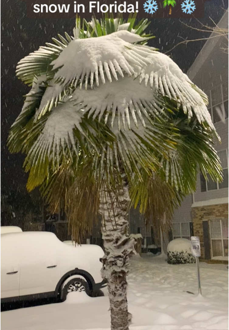 #creatorsearchinsights Y’all, it’s still coming down! It started before my first break at work and still snowing as I’m going to bed! Journey says it’s the best day ever! 🐕‍🦺🤣 It’s second Christmas, y’all! 🎄  #snow #floridasnow #dogsfirstsnow #recordbreakingweather #favoritethings #snowsnowsnow #palmtreesinthesnow #viralfirstsnow2025 