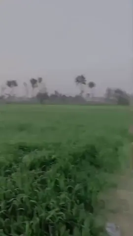 @shahbaz khosa 960 