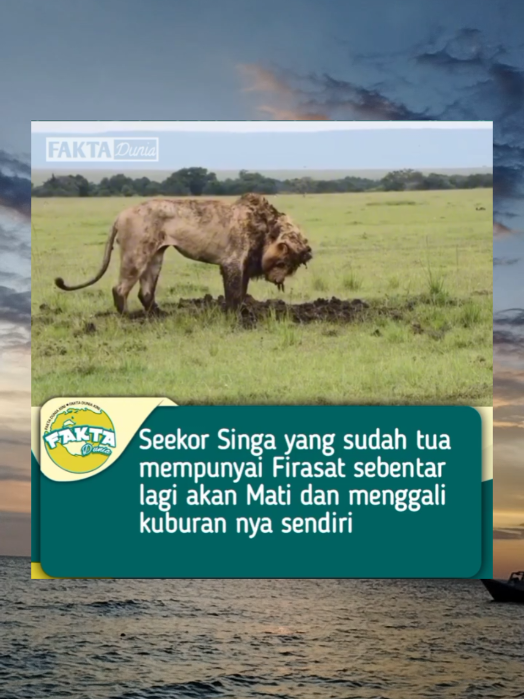 Ini alasannya kenapa kucing tua mati tidak pernah di temukan lagi #fyp #kucing #singa #lion 