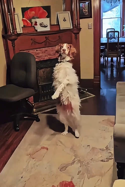 Does your dog also walk like this #funnyvideo #pet #cutepets #fyp #dog 