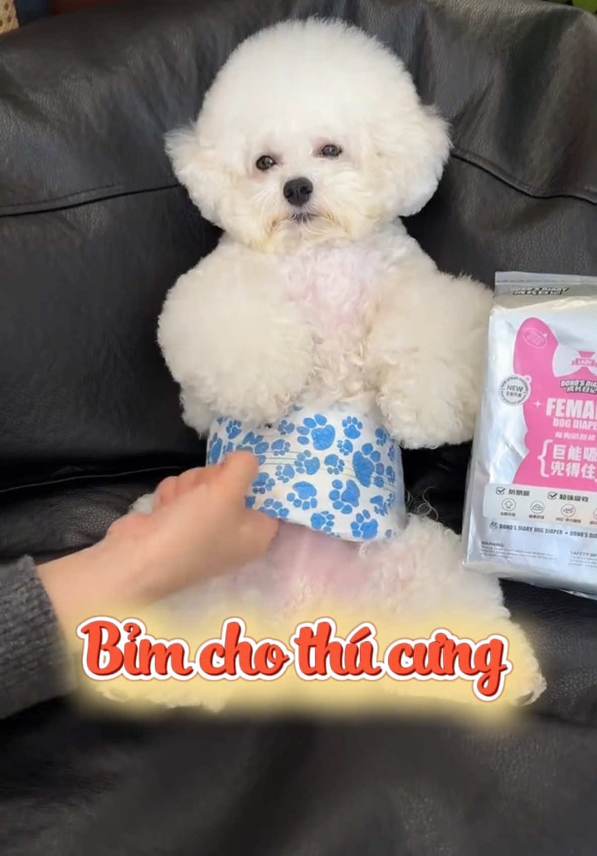 Tết này dẫn tụi nhỏ đi chơi không lo tụi nó đánh dấu khắp nơi nữa rồi #cute #cutedog #puppy #puppydog #puppylove #fyp #dog #pet 