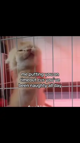guilty as charged 😾🚔 #bf #boyfriend #gf #girlfriend #Relationship #relationshipgoals #relatable #couple #cat #kitty #kitten #meow #catcouple #catlover #catmeme #evilcat #ilovemygf #ilovemybf 