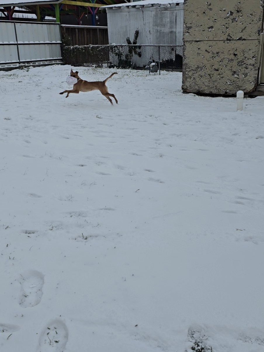 He's just living his best lifeeee. 🥹🤎 #dogsoftiktok #2025snowday#texasweather #trending #snow #texas #houston 