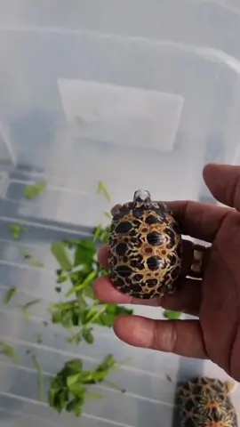 Baby Radiata