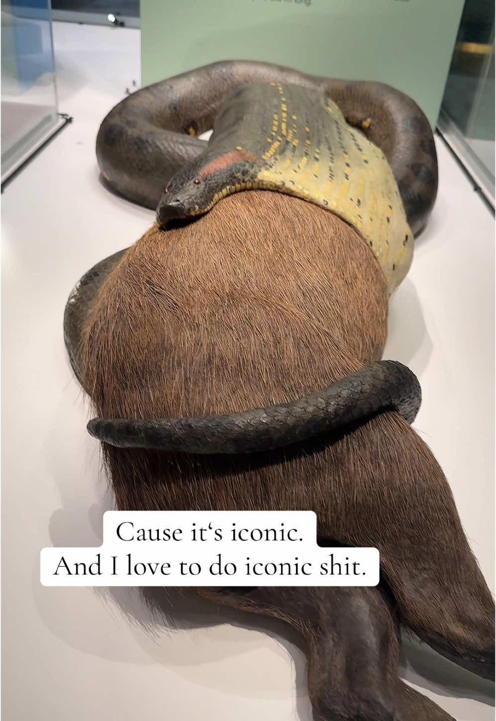 Eine Ikone unseres Frankfurter Naturmuseums 🐍🤩! #ffm #Senckenberg #anaconda 