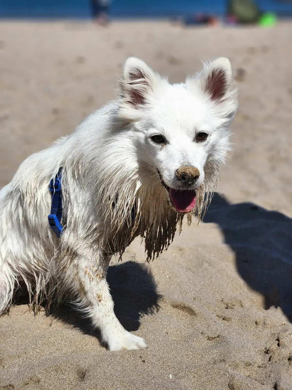 lion King vibes 🦁 just in  dog white version 🥹 #scenefromlionking #whitedog #dogsoftiktok #lionking #whitesimba 