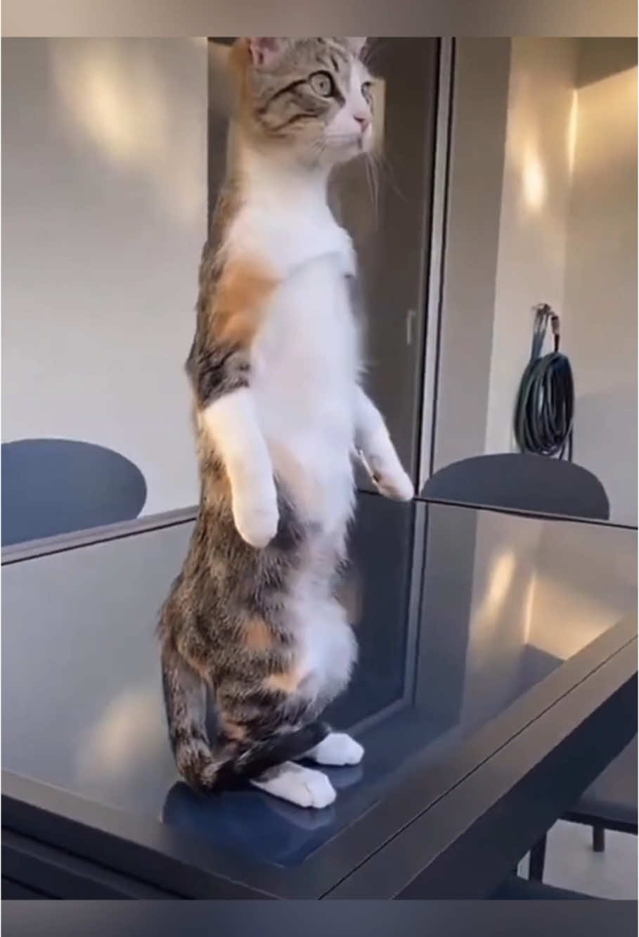 Standing kitty #kittens #munchkinkitten #cute #kitten #foryou #foryoupage #fyp #instagram #catoftiktok  