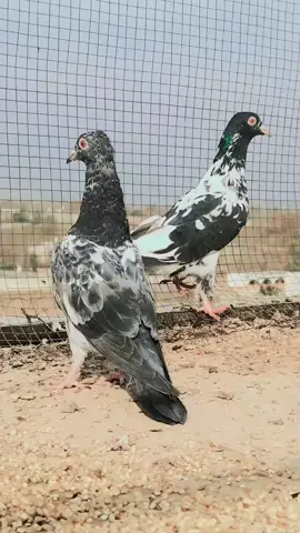Shoq waly pathi  Masha Allah.,🥰🥰. #foryou 